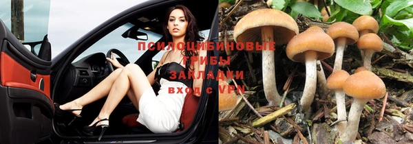 стаф Богородск
